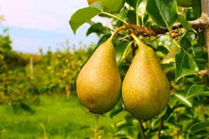 How to Grow Fruiting Pear Trees