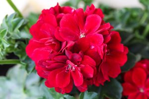 How to Grow and Care for Garden Geraniums