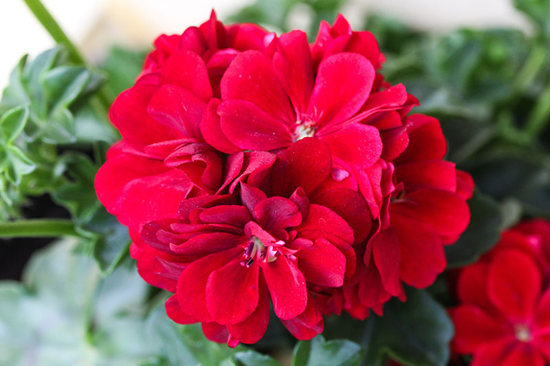 A close up horizontal image of a bright red garden geranium pictured on a green soft focus background.