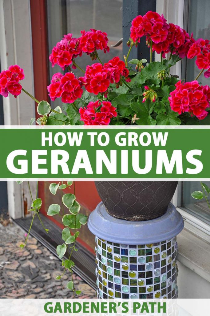 the geranium