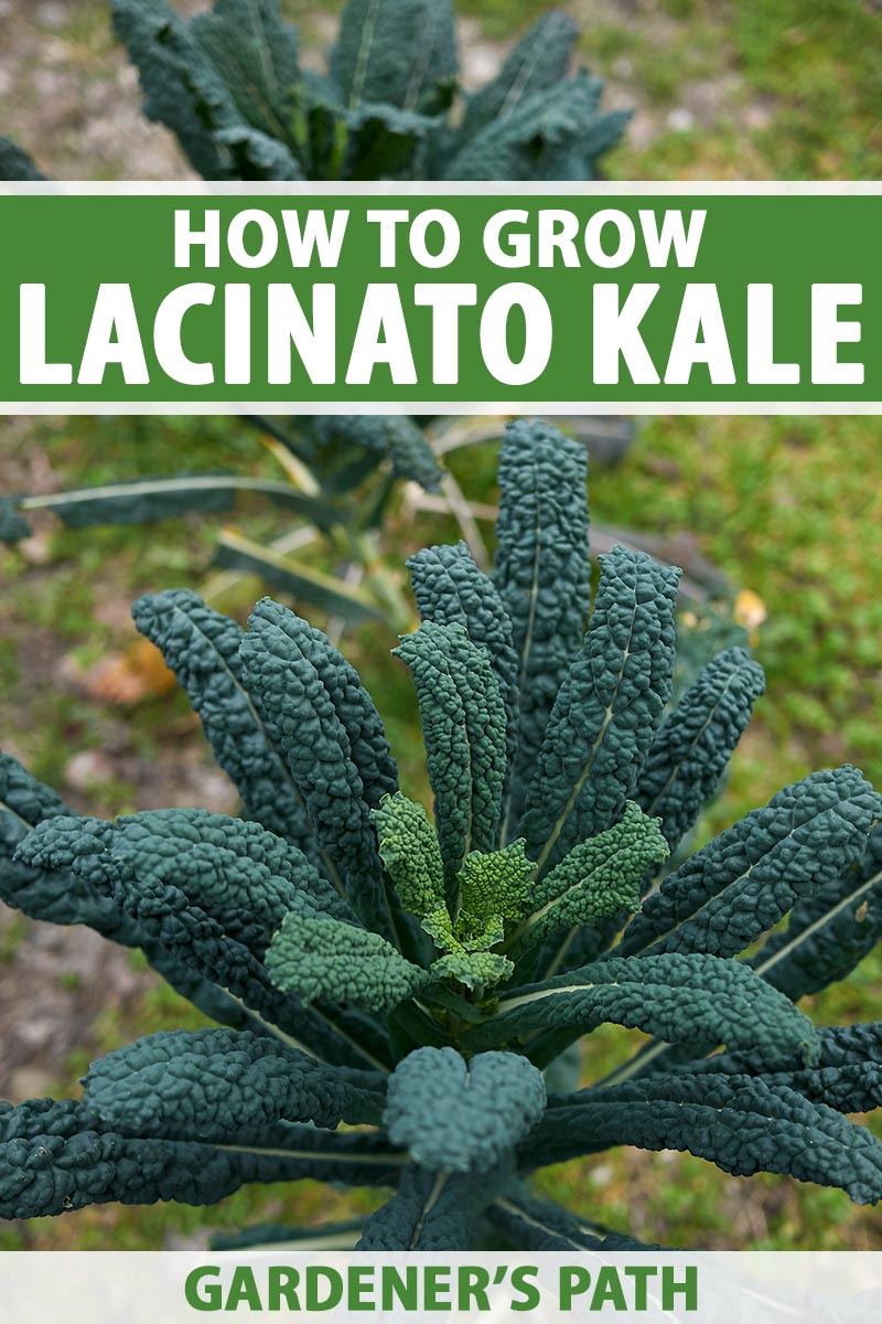 A vertical image of large dinosaur kale plants growing in the garden pictured on a soft focus background. To the top and bottom of the frame is green and white printed text.