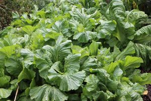 How to Grow and Care for Mustard Greens