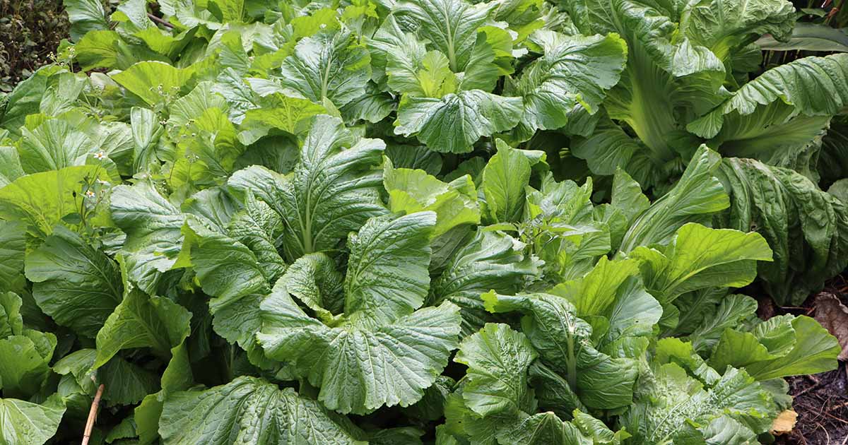 Mustard Greens: How to Grow and When to Plant in Your Backyard or Patio  Garden! – From Seed to Spoon Vegetable Garden Planner Mobile App