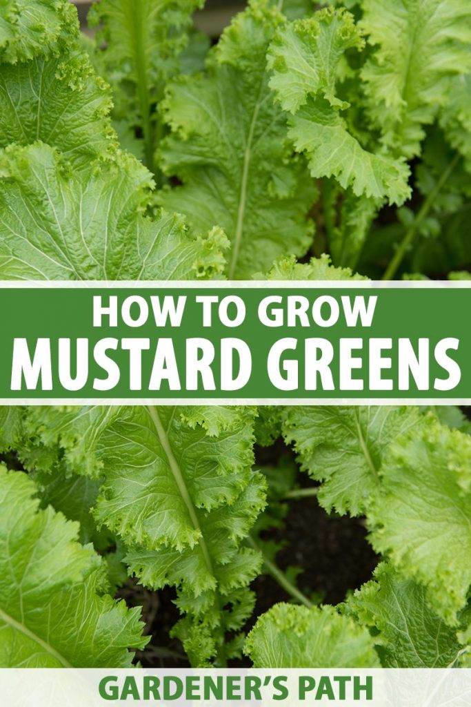 A close up vertical image of mustard greens growing in the garden pictured on a soft focus background. To the center and bottom of the frame is green and white printed text.