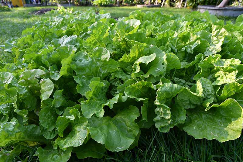 A close up horizontal image of a patch of mustard greens growing in the garden pictured in light sunshine.