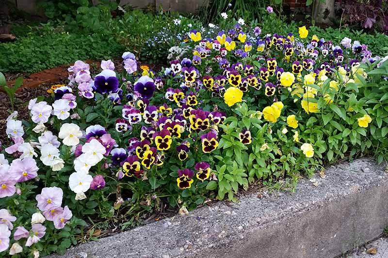 A close up horizontal image of a border planted with winter pansies in a variety of different colors with perennial shrubs in soft focus in the background.