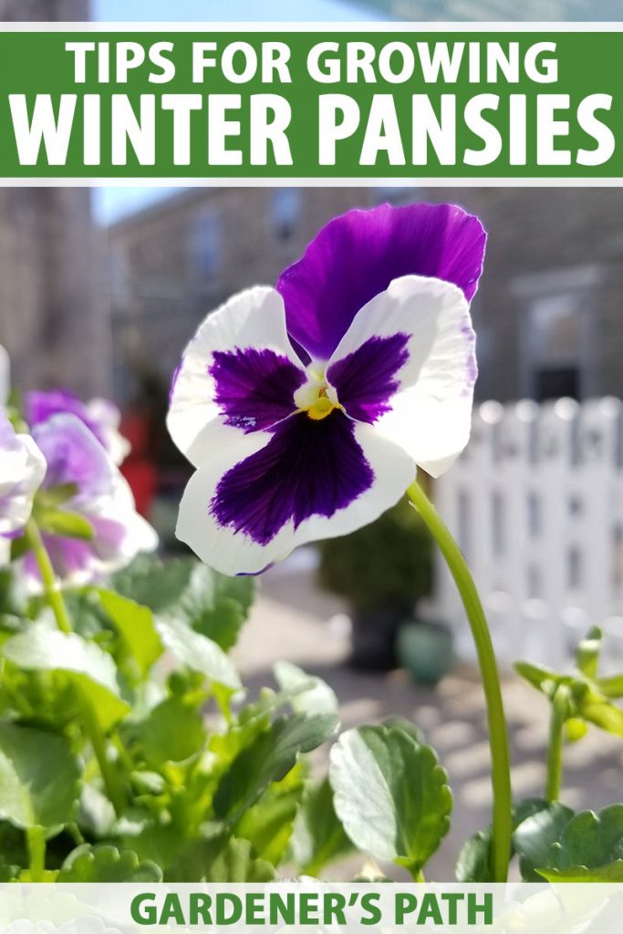 A close up vertical image of a single purple and white winter pansy growing in a sunny garden. To the top and bottom of the frame is green and white printed text.