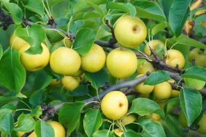 How to Plant and Grow Asian Pear Trees