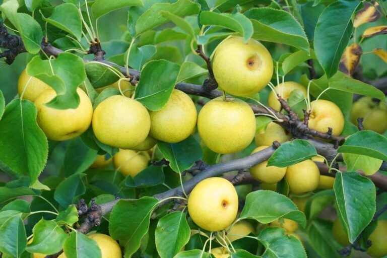 How to Grow and Care for Asian Pear Trees | Gardener's Path