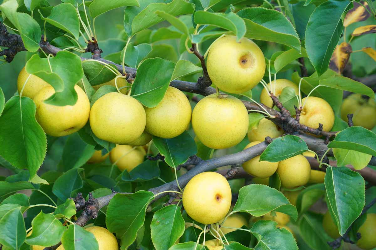 A close up horizontal image of a Pyrus pyrifolia tree laden with ripe fruits ready for harvest, surrounded by foliage.