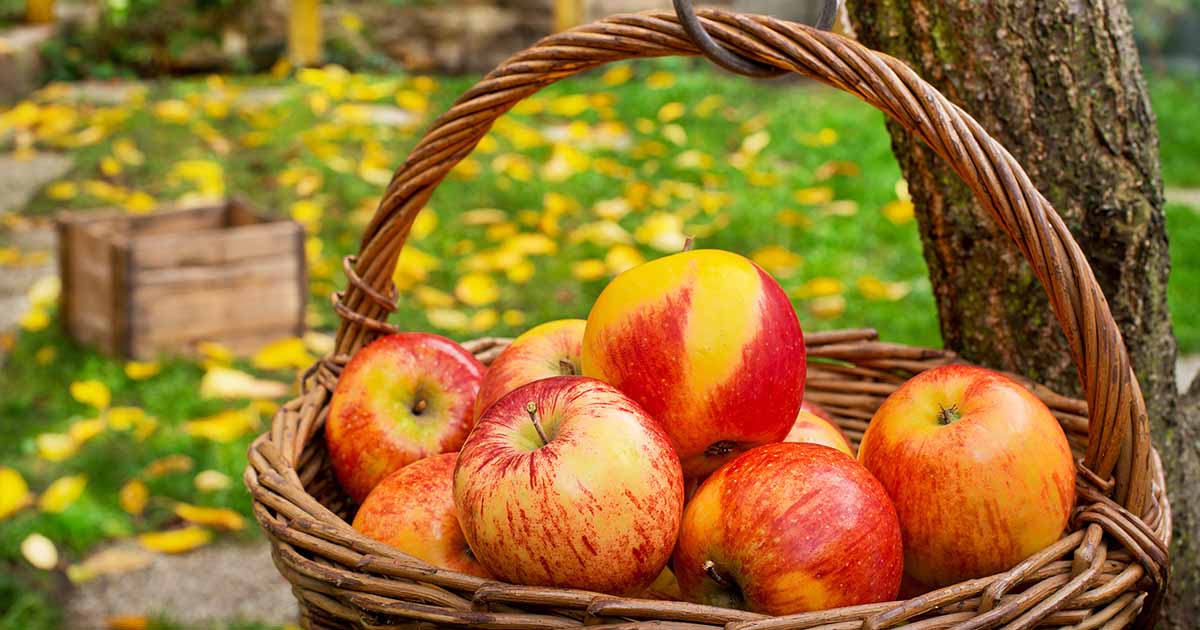 https://gardenerspath.com/wp-content/uploads/2020/10/How-to-Harvest-Apples-FB.jpg