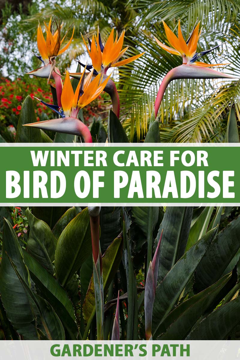 A vertical close up image of the dramatic orange flowers of the bird of paradise plant growing in the garden with palm trees in soft focus in the background. To the center and bottom of the frame is green and white printed text.