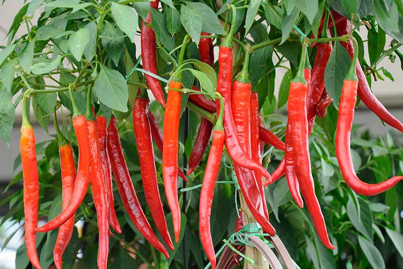een close-up horizontaal beeld van rode paprika ' s die rijp en klaar zijn om te oogsten en groeien in een pot op een patio, afgebeeld op een zachte scherpstelachtergrond.