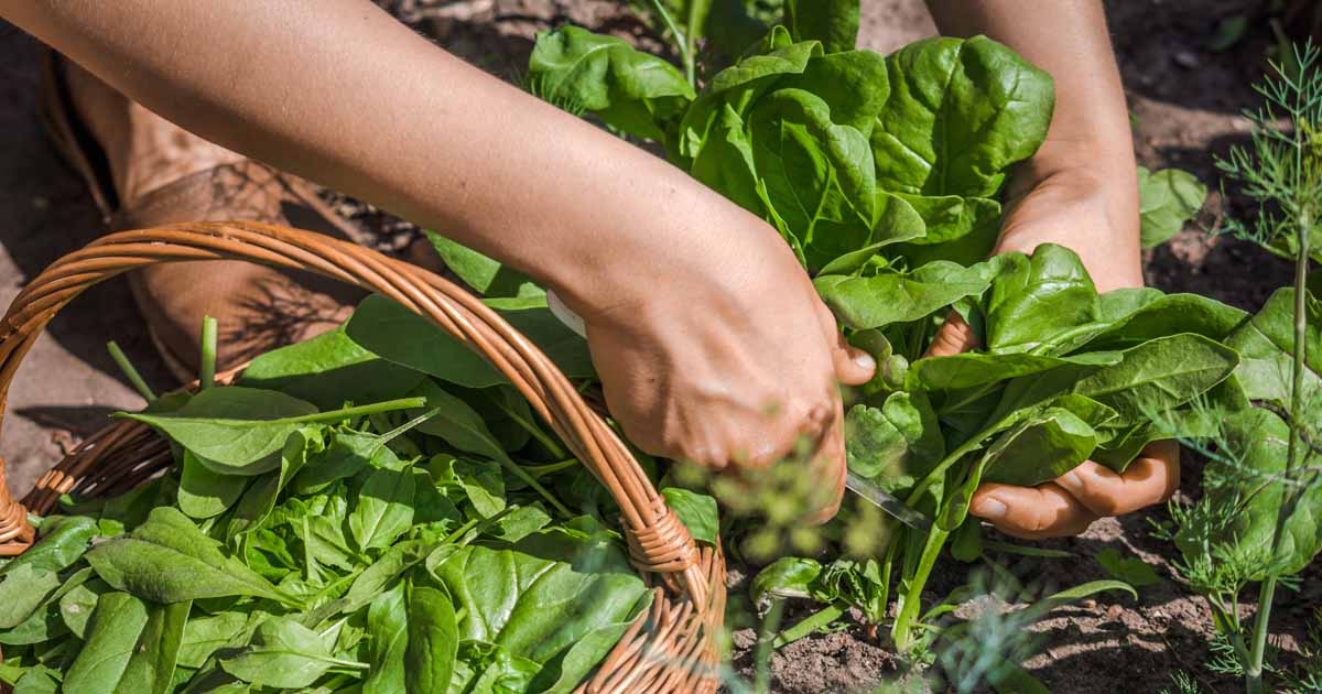 Image of Spinach harvest, with a basket full of fresh, leafy greens