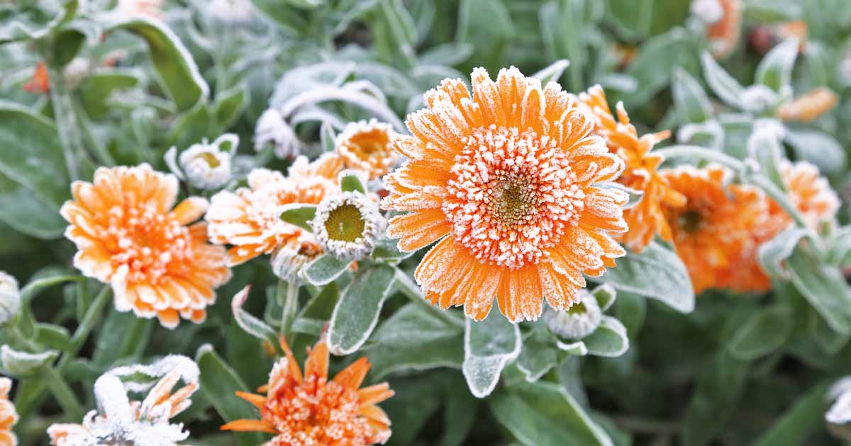 How to Care for Calendula in Winter