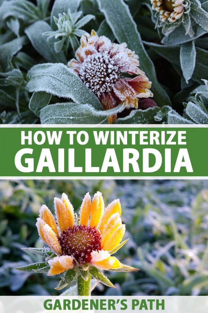 A vertical collage of two pictures, the top one is a plant covered in frost with a flower that is dying and the bottom is a bright yellow gaillardia flower with frost on the petals and in the background. To the center of the frame is green and white printed text.