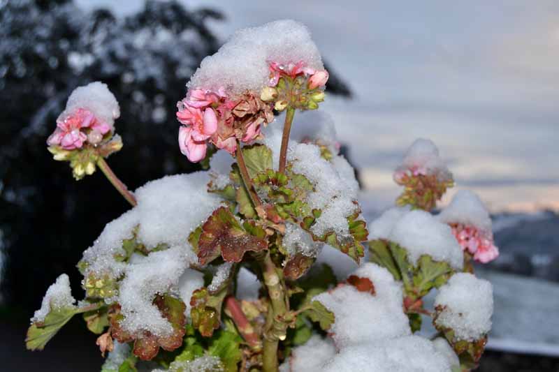 A close up horizontal image of a Pelargonium x hortorum plant covered in a light dusting of snow pictured on a soft focus background.