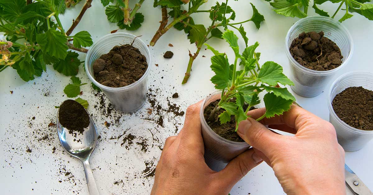 Taking Geranium Taking Geranium Pelargonium Cuttings XMTX