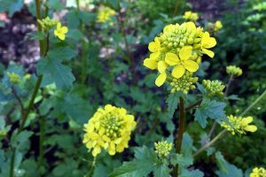 How to Save Mustard Green Seeds for Planting