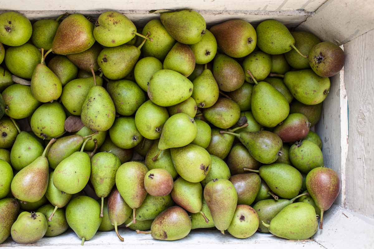 A close up horizontal image of freshly harvested pear (Pyrus communis) fruit set in a wooden box.