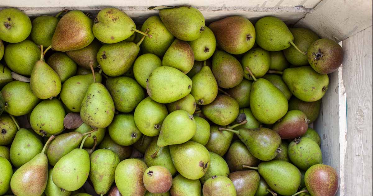 How to: Choose, Store, Peel, Halve & Core Pears ~ - Kitchen Encounters