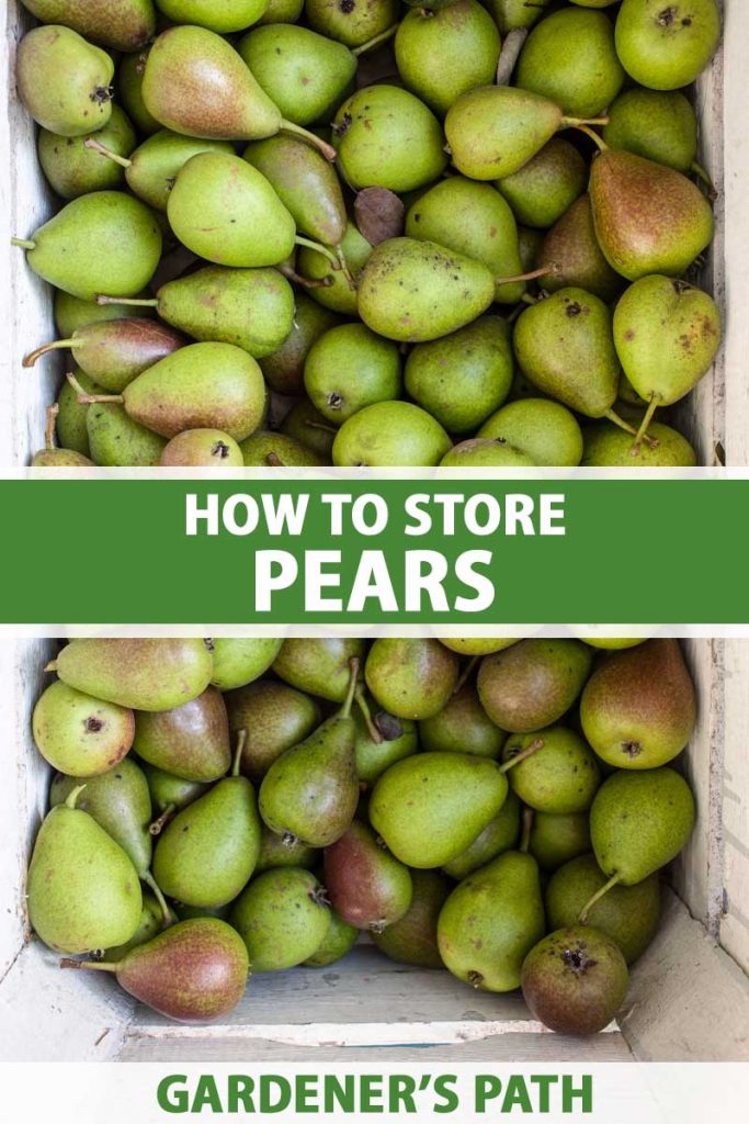 A close up vertical image of a box filled with freshly harvested pears. To the center and bottom of the frame is green and white printed text.