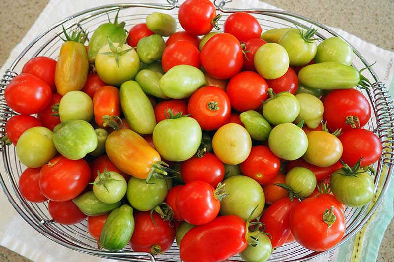 A close up horizontal picture of a metal wire basket containing a selection of red, ripe tomatoes and green unripe fruits set on a cloth on a countertop.