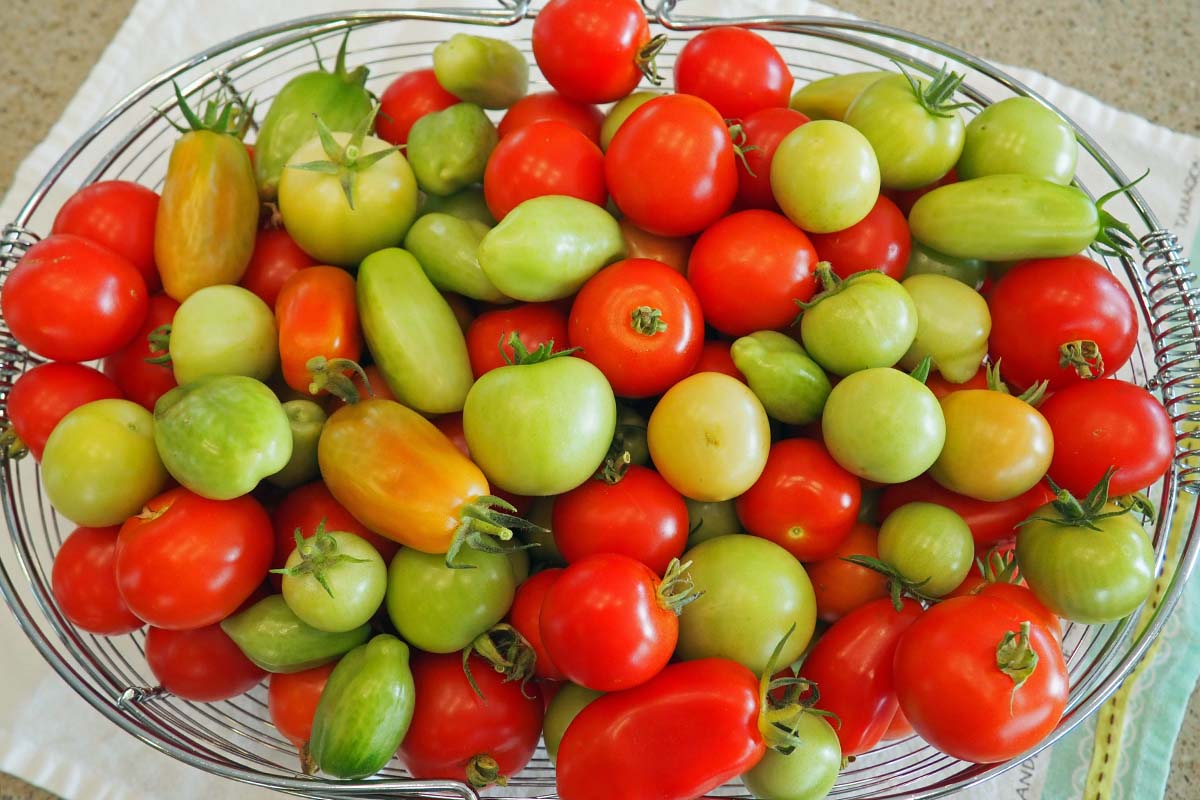 Uma imagem horizontal aproximada de uma cesta de arame de metal contendo uma seleção de tomates vermelhos maduros e frutas verdes verdes sobre um pano sobre uma bancada.