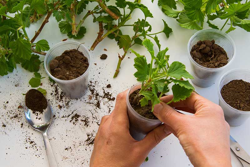 A close up horizontal image of two hands from the bottom of the frame planting small cuttings into plastic pots on a white surface.