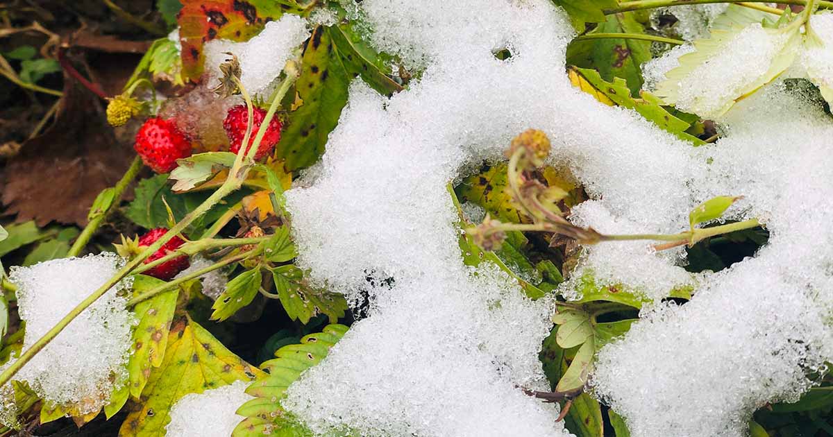 How to Winterize Strawberry Plants So They Come Back Stronger in Spring