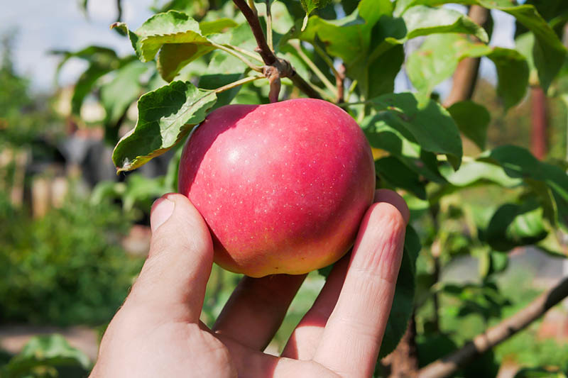 A close up horizontal image of a hand from the bottom of the frame holding a ripe red fruit to check for ripeness. In the background is foliage in soft focus and the image is pictured in light autumn sunshine.