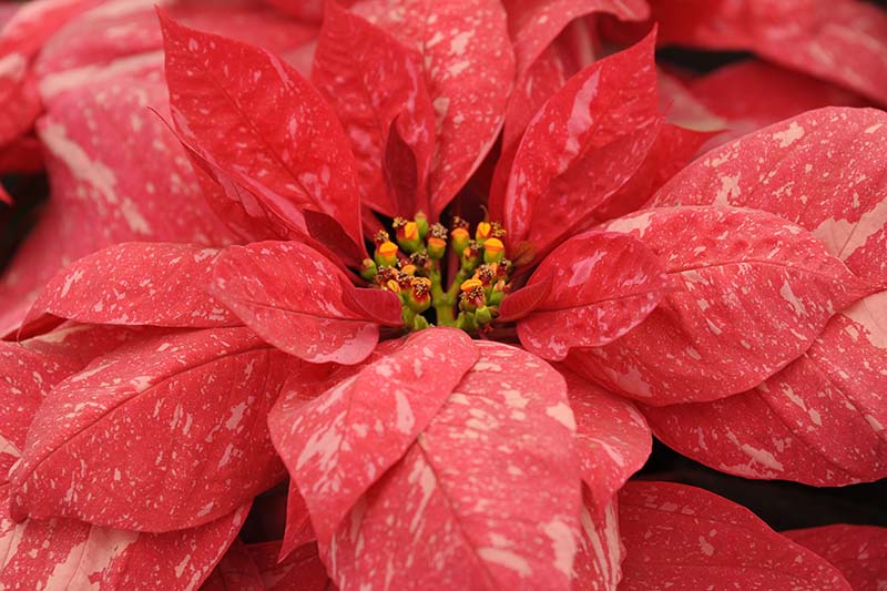 A close up horizontal image of the variegated light red and white bracts of Euphorbia pulcherrima 'Jubilee Jingle Bell's pictured on a soft focus background.