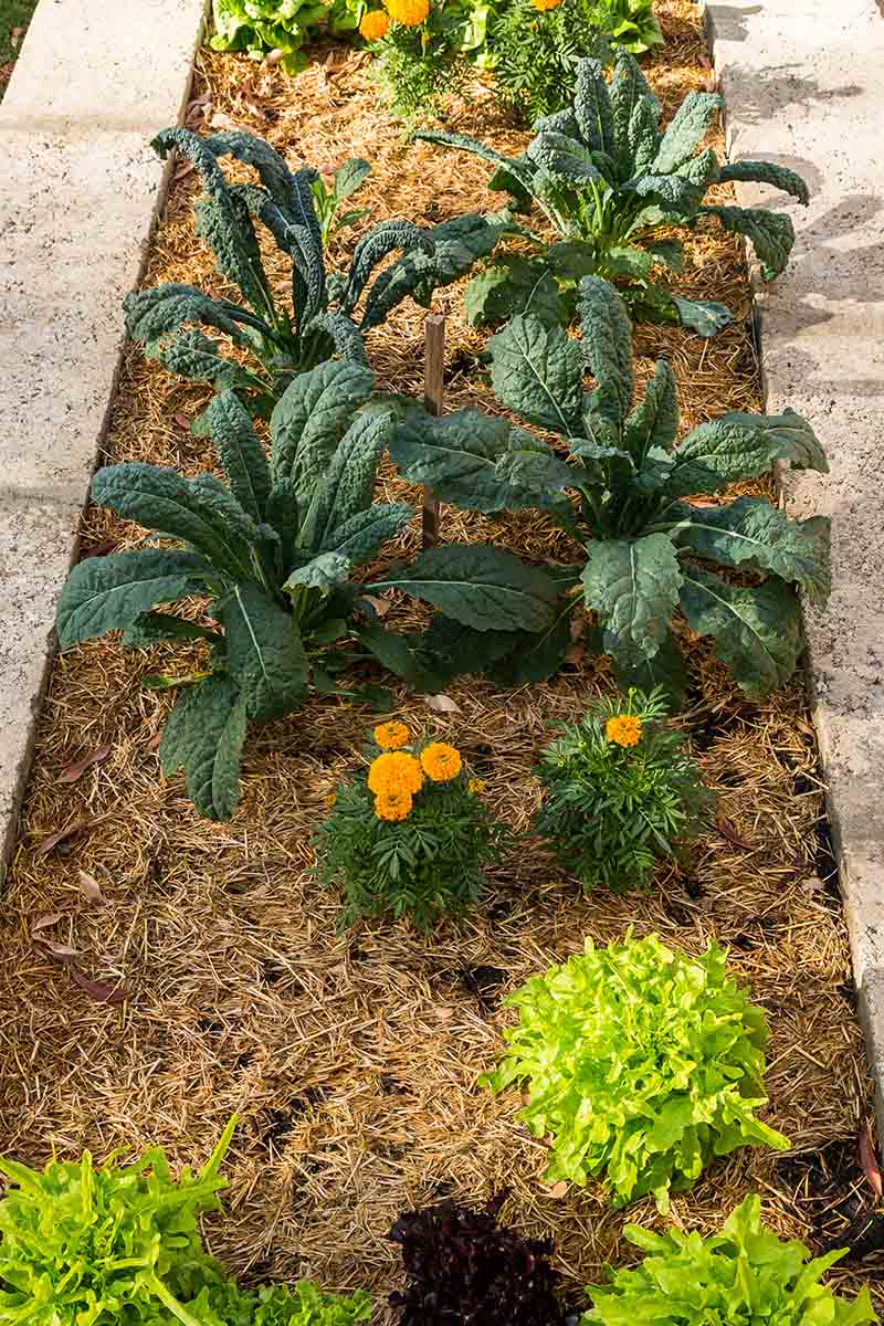 A vertical image of a raised concrete garden bed with small lacinato kale plants growing among lettuce and orange flowers, surrounded by mulch, pictured in light sunshine.