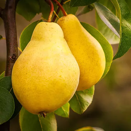 A close up of two 'Kieffer' pears growing on the tree pictured on a soft focus background.