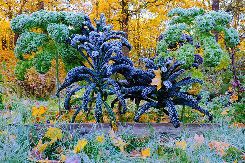 A horizontal image of large tree-like kale plants growing in the fall garden covered with a dusting of frost with trees in their fall colors in the background.