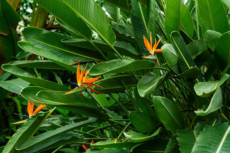 A close up horizontal image of Strelitzia reginae growing in the garden pictured on a soft focus background.