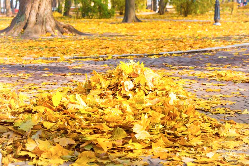 A close up of a backyard with trees and a large pile of autumn leaves.