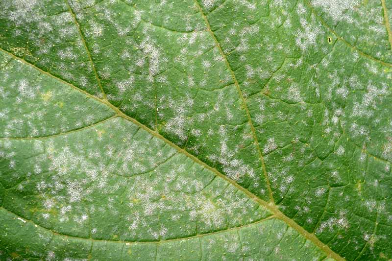 A close up horizontal image of a green leaf covered with fungal spores that are the result of an infection, causing white spots to appear.