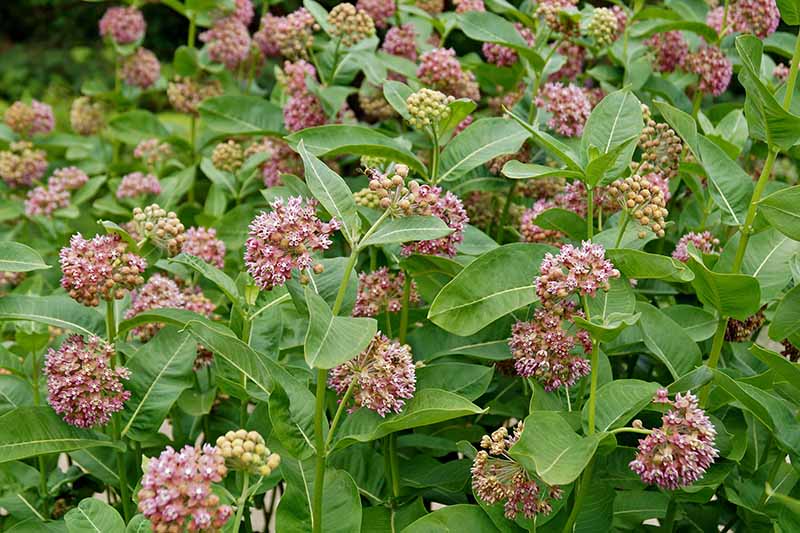 A close up horizontal image of milkweed growing in the garden with bright green foliage and small flowers.