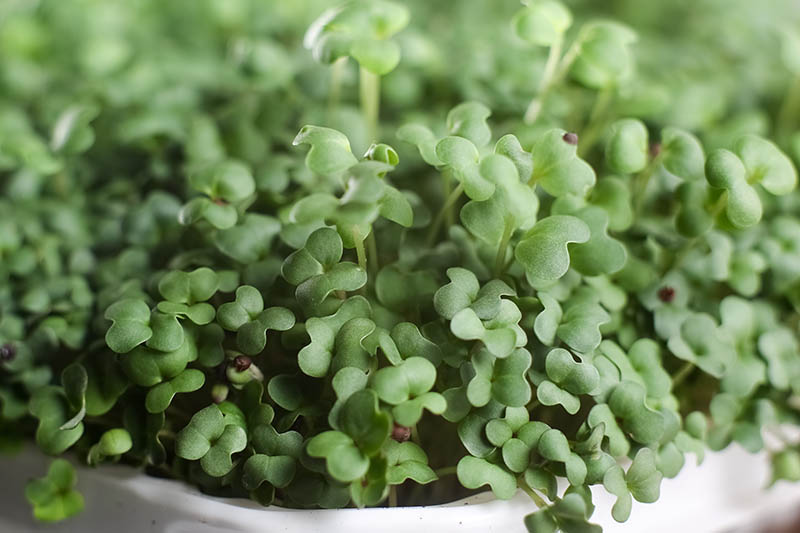 A close up horizontal image of a white ceramic container growing microgreens pictured on a soft focus background.
