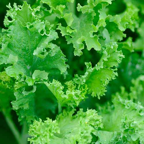 A close up square image of broadleaf mustard greens growing in the garden.