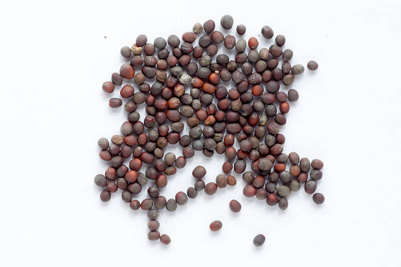 A close up horizontal image of small round dark brown seeds on a white background.