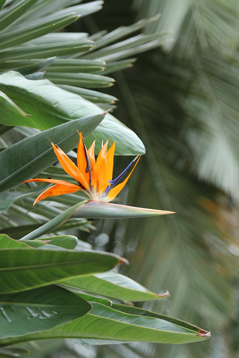 A close up vertical image of Strelitzia juncea growing in the garden with narrow leaves pictured on a soft focus background.