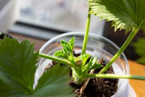 A close up horizontal image showing new growth forming on a geranium cutting planted in a small glass jar pictured in light filtered sunshine.