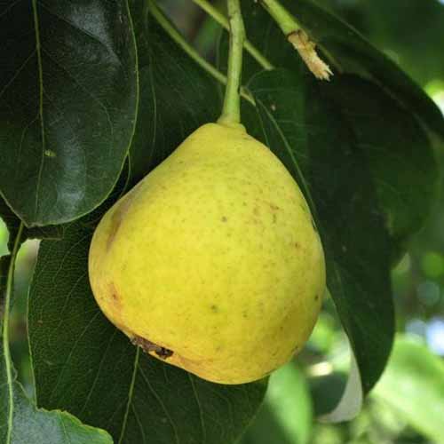 A close up square image of an 'Orient' pear growing on the tree.