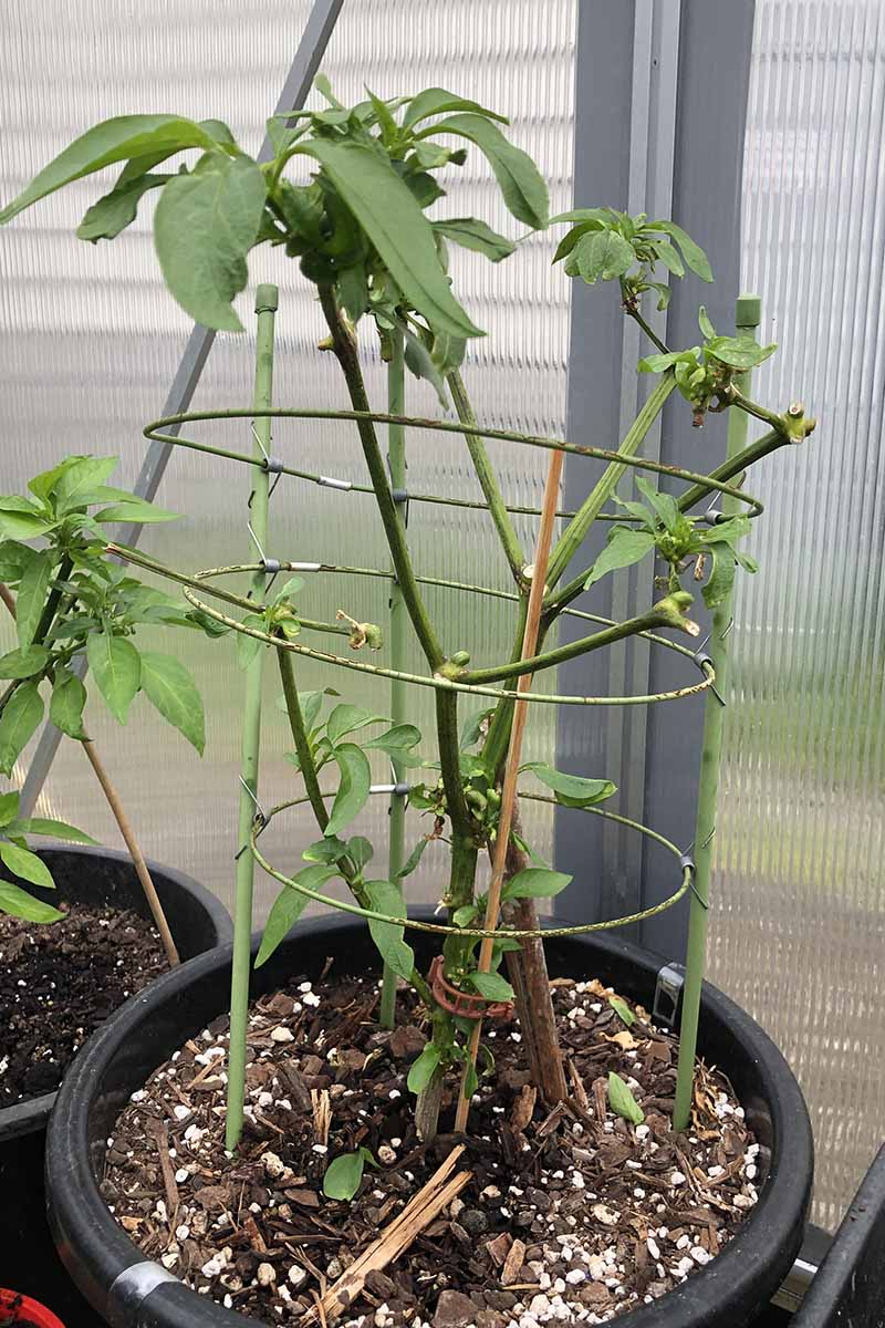 en närbild av en varm peppar planterad i en behållare med en trådbur runt den i ett växthus.