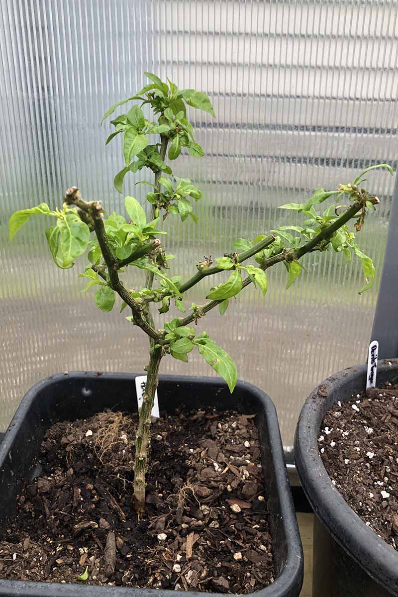 Un primo piano di una pianta di peperoncino che è stato potato pesantemente e svernato mostrando segni di nuova crescita in primavera, nella foto su uno sfondo soft focus.
