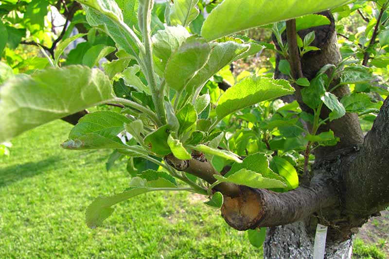 Rooting Powder 4x Organic Pear Tree 'Ercolini' Wood Cuttings Cut To Order