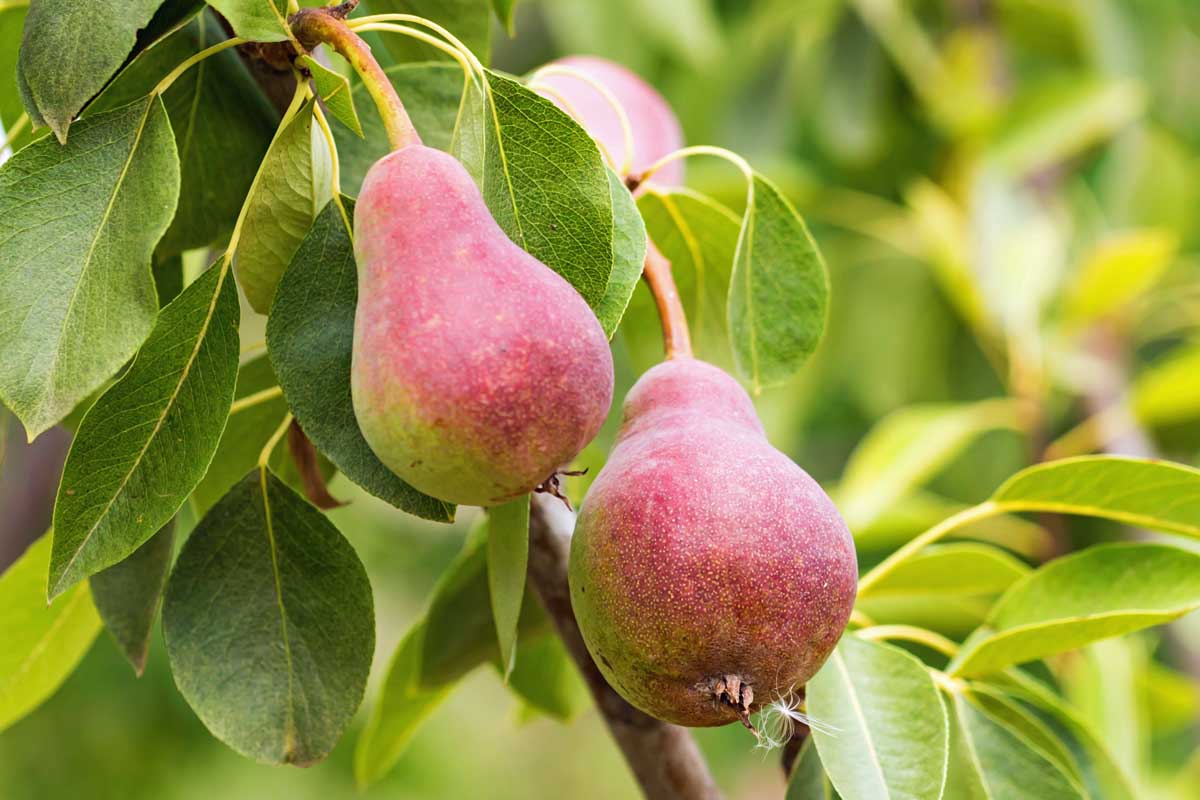 A close up image of pears growing on the branch ready for harvest.