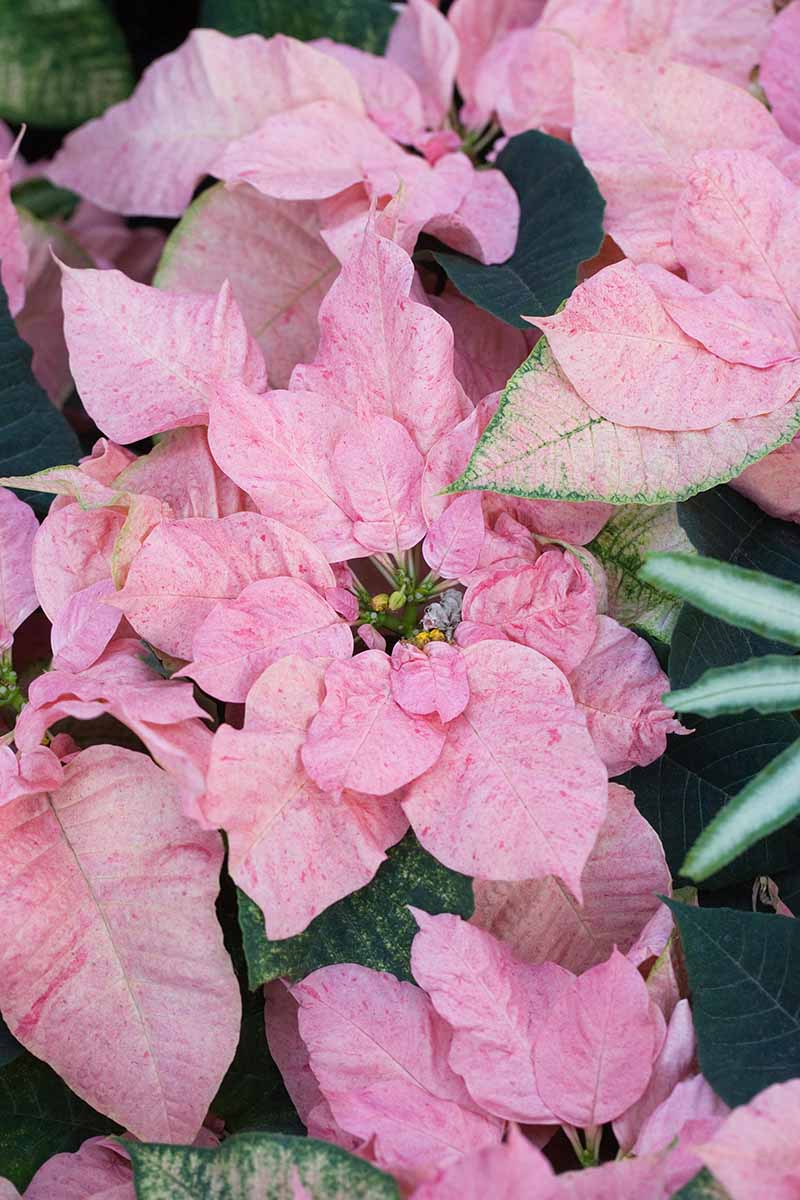 A close up vertical image of the bright pink bracts of Euphorbia pulcherrima 'Peppermint Ruffles' pictured on a soft focus background.